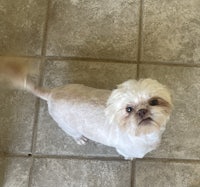 a small white dog standing on a tile floor