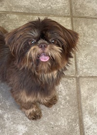 a small brown dog standing on a tile floor