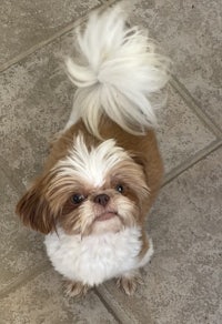 a small white and brown dog standing on a tile floor