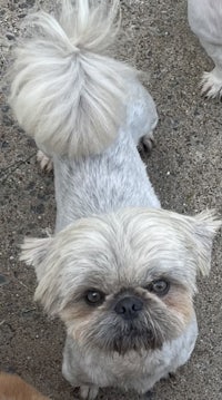 shih tzu adoptable dog in san diego, ca