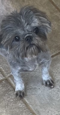 person, an adoptable shih tzu in houston, texas