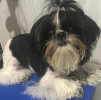 a black and white dog sitting on a blue chair