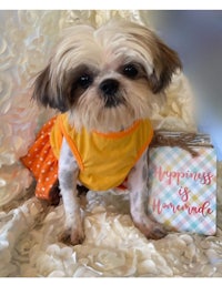 a shih tzu wearing a yellow polka dot dress